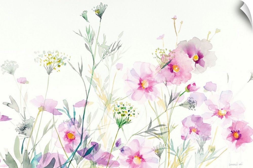 Watercolor painting of soft cosmos flowers and Queen Annes Lace on a white background.