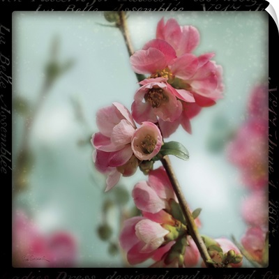 Quince Blossoms III