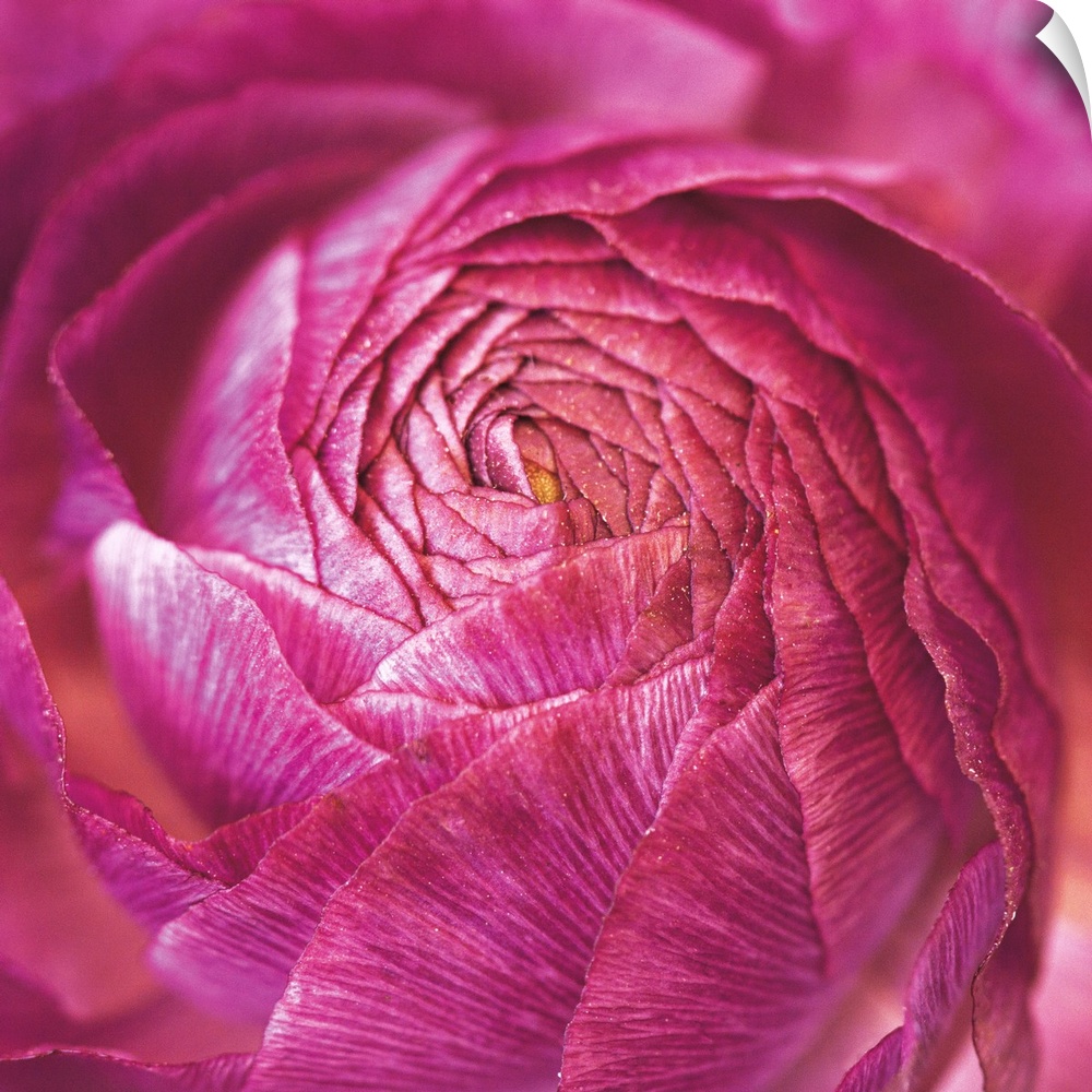 A macro photograph looking at the center of a Ranunculus flower.