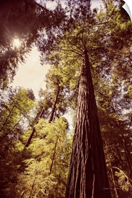Redwoods I