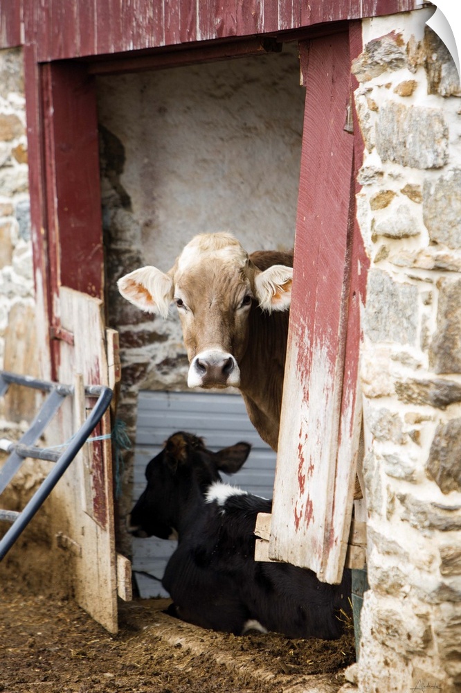 Photograph of cows spending time in under shelter.