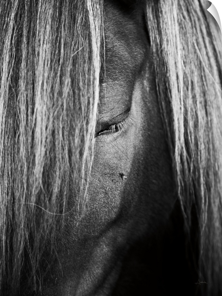 Close up photo of a horse looking down with a fly resting underneath the eye.