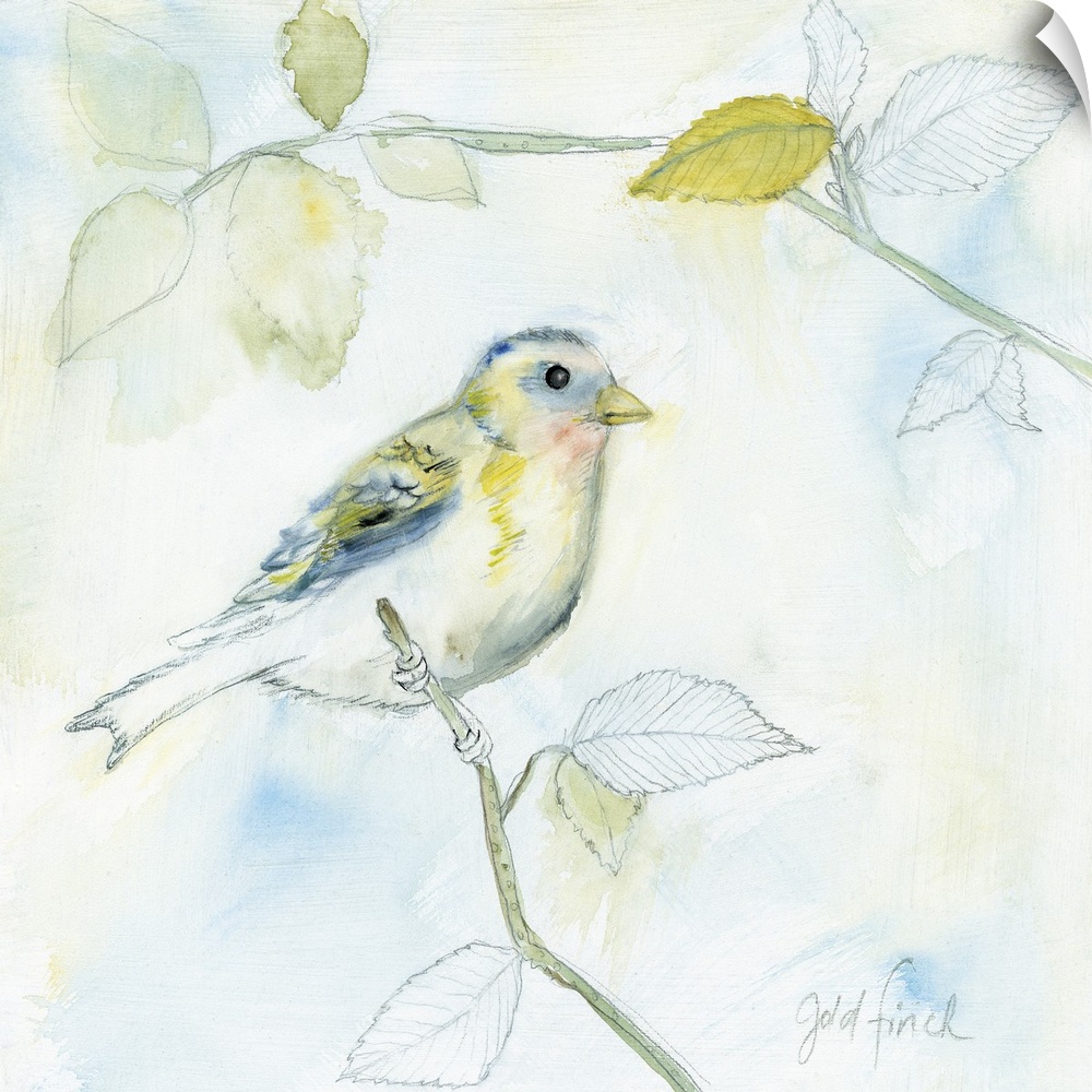 Square sketch of a gold finch perched on a branch and surrounded by leaves, all colored in with watercolors.