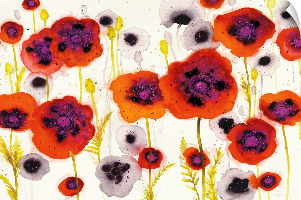 Large watercolor painting of white and red-orange poppy flowers on a white background with a little bit of paint splatter.