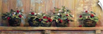 Strawberries in Pots