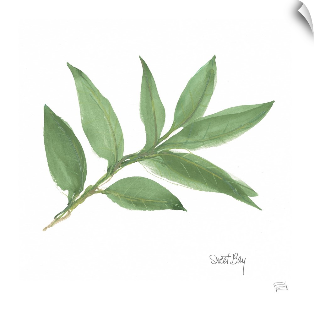 Simple square watercolor painting of a Bay Leaf with its title written at the bottom.