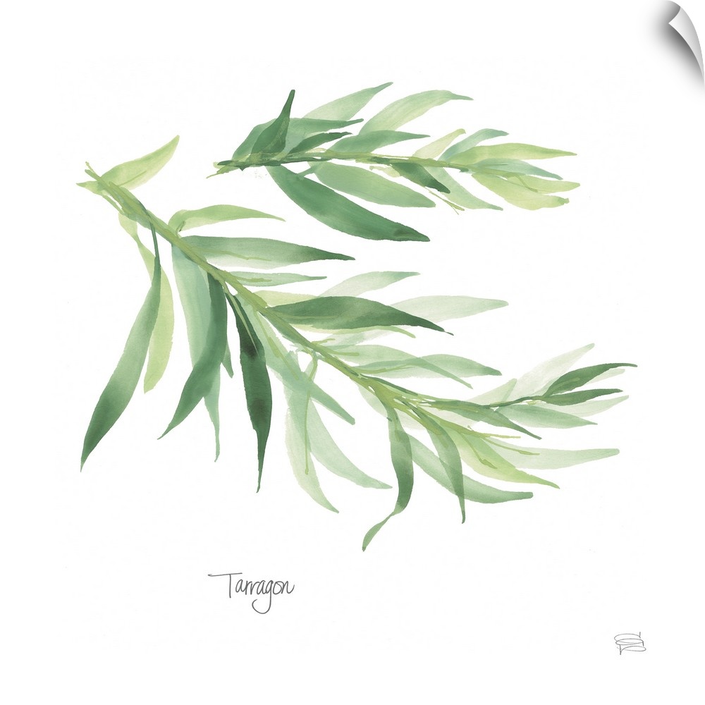 Simple square watercolor painting of Tarragon with its title written at the bottom.