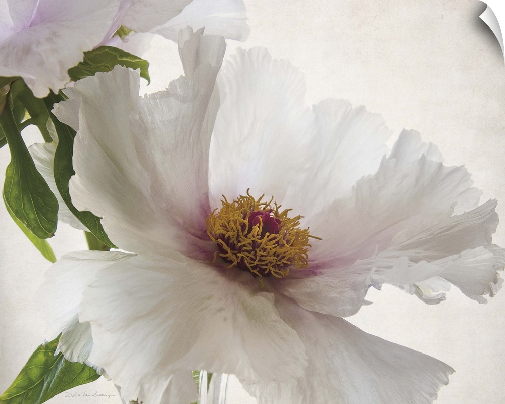 Translucent photograph of a white peony.