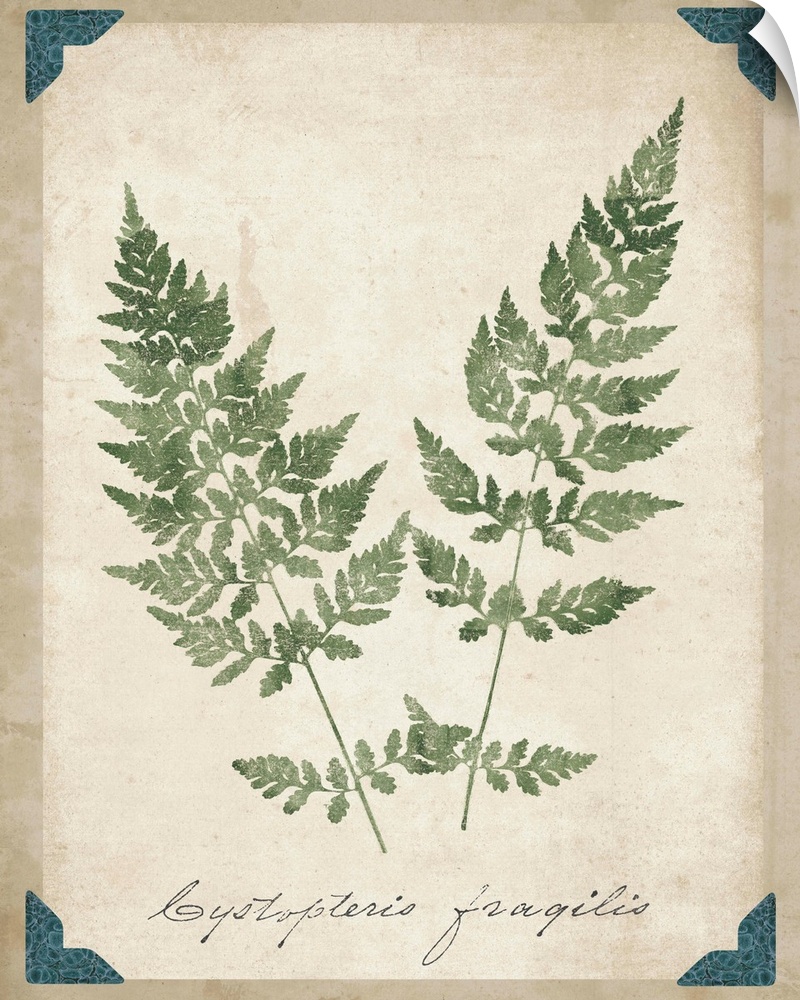 Contemporary botanical illustration of fern fronds.