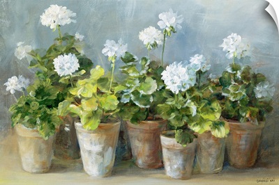 White Geraniums