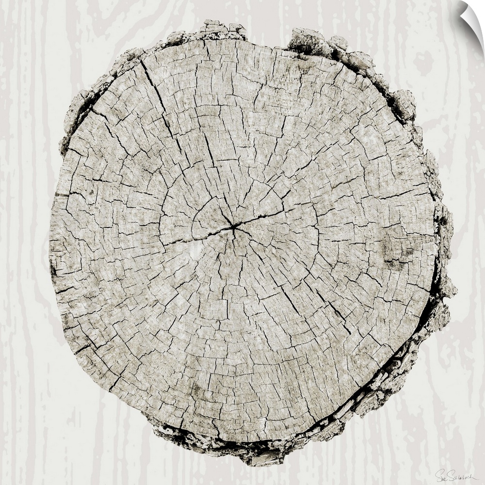 Cross section of a tree in gray against a wood grain patterned background.