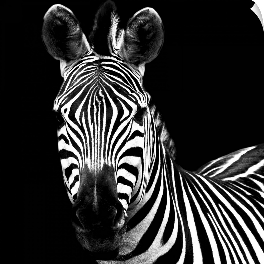 A high contrast photograph of a zebra staring at the viewer.