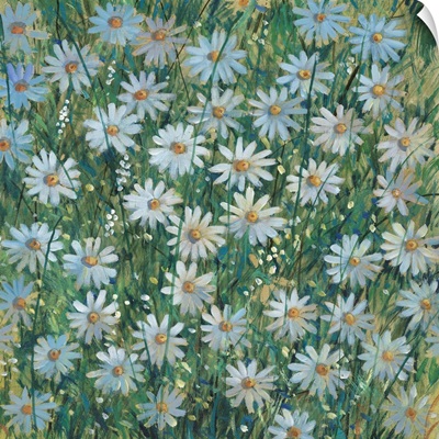 A Field Of Daisies I