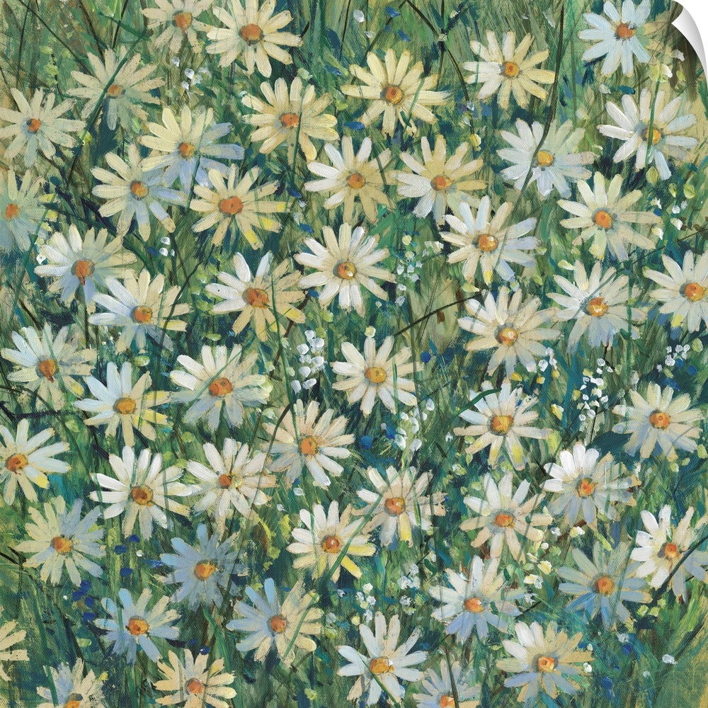 A Field Of Daisies II