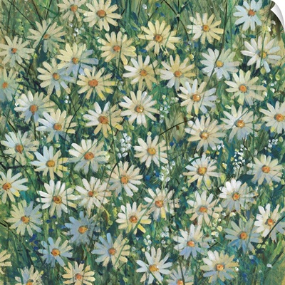 A Field Of Daisies II