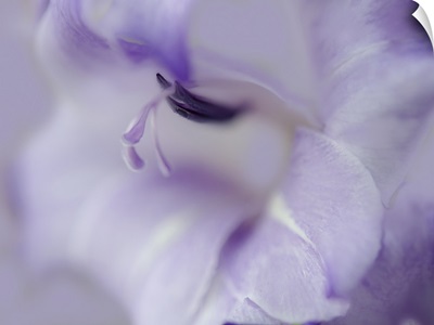 A Gift in Purple I