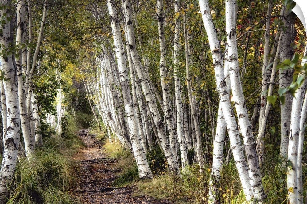 Pathway through a dense forest of slender white birch trees.