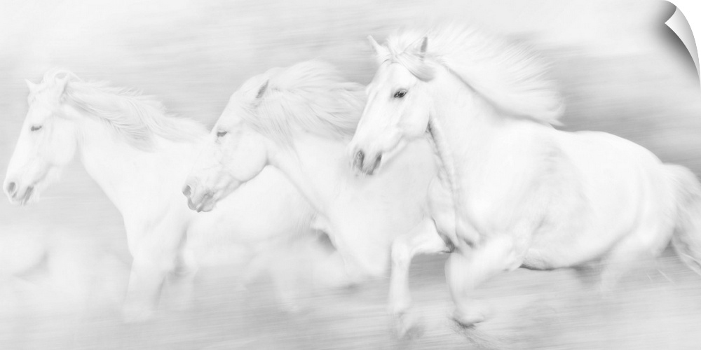 Photograph of three white horses galloping.