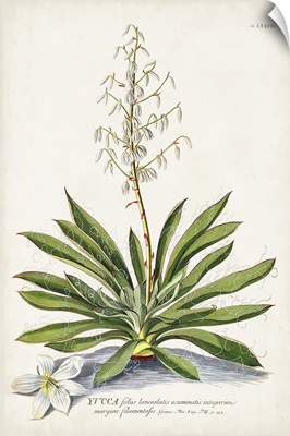 Alluring Botanical III