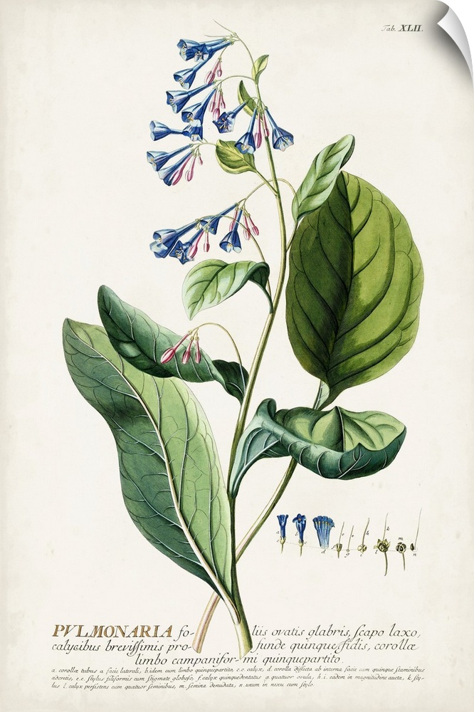 Alluring Botanical V