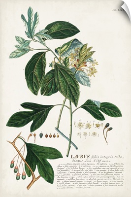 Alluring Botanical VI