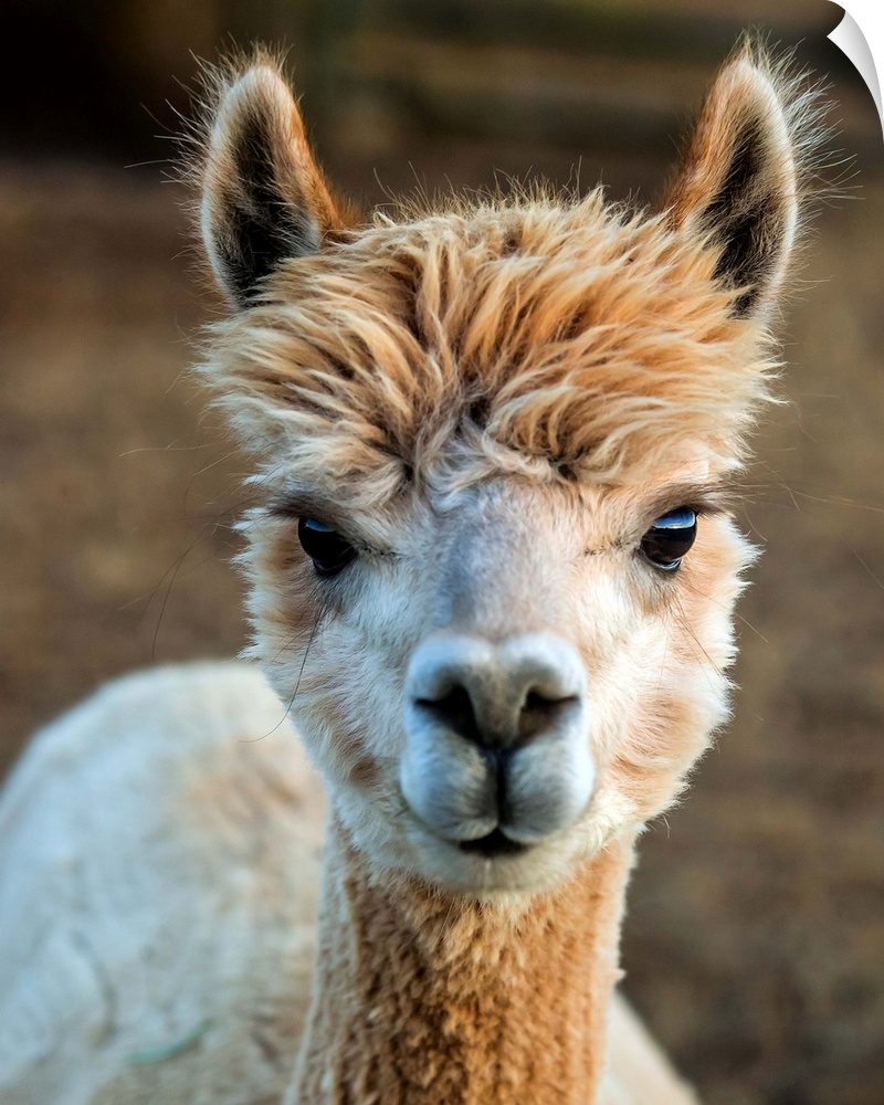 Cute photo of the head and neck of an alpaca with fuzzy fur.