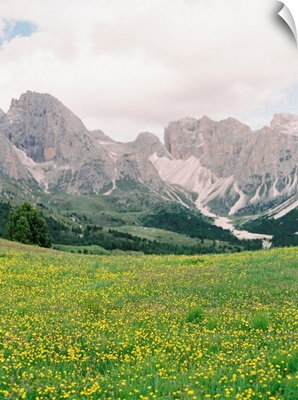 Alpine Meadow