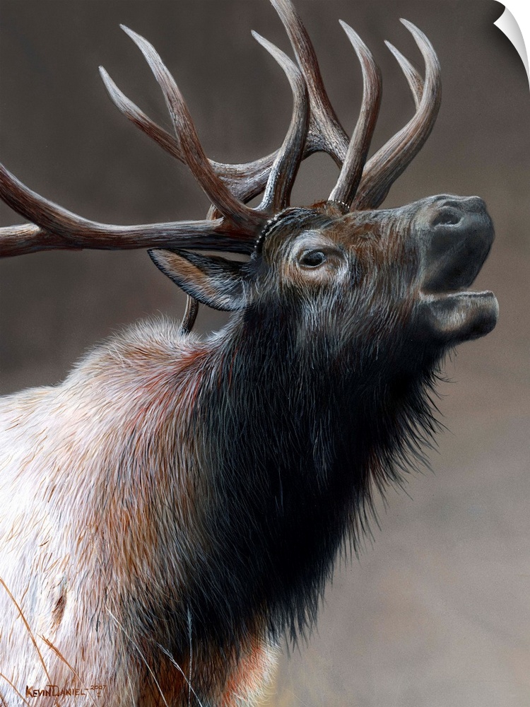 American Icon - Elk