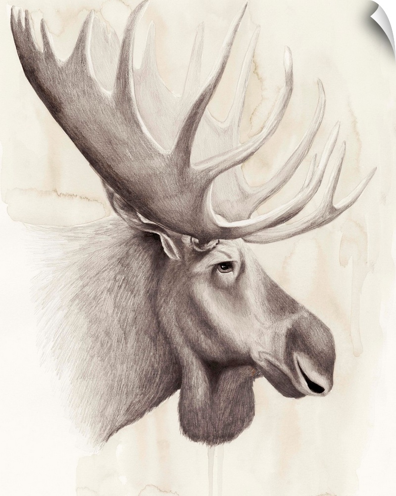 Contemporary illustration of a moose head against a tan background.