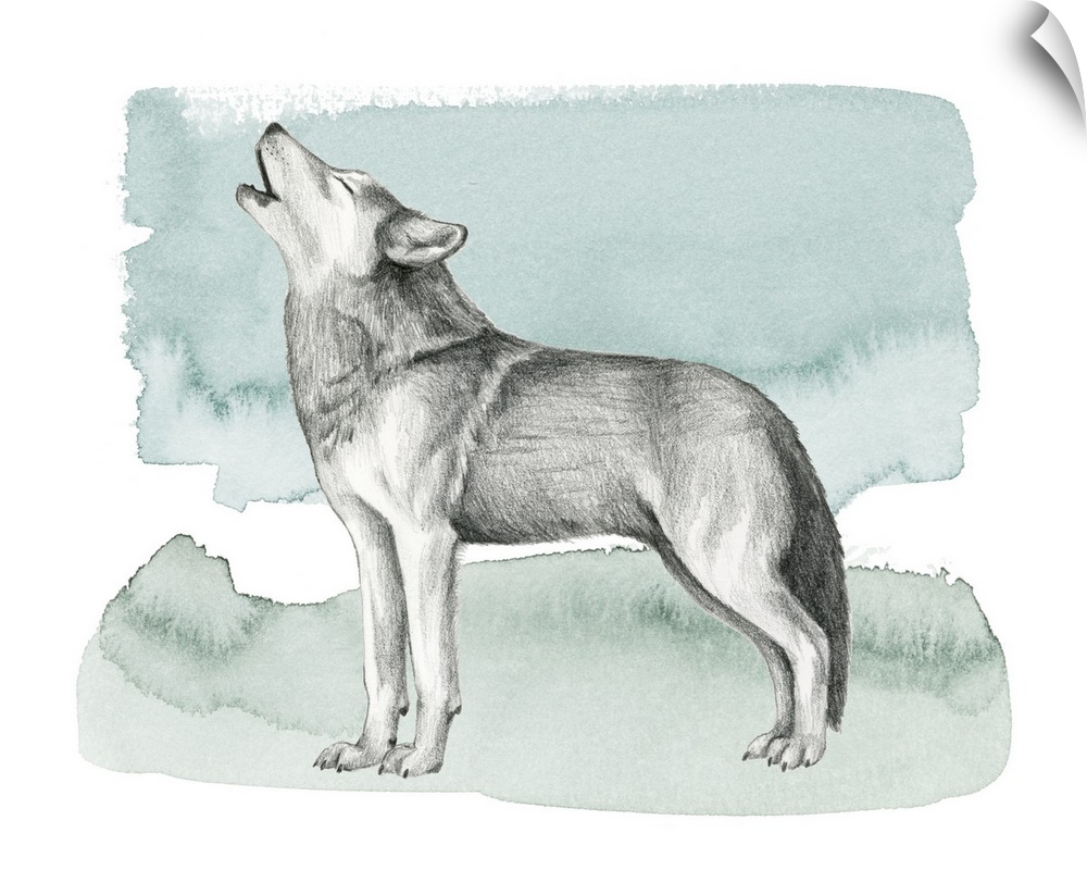 Graphite sketch of a howling wolf on a blue, green, and white watercolor background.