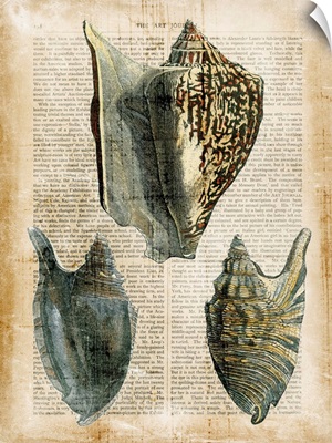 Antiquarian Seashells I