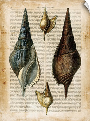Antiquarian Seashells II
