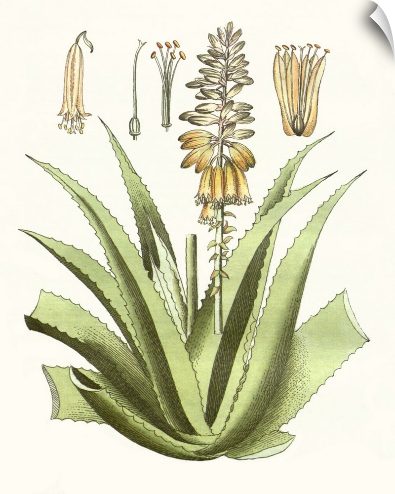 A decorative vintage illustration of an aloe plant.