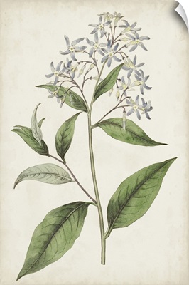 Antique Botanical Collection XII