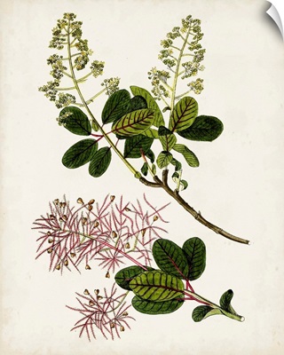 Antique Botanical Study II