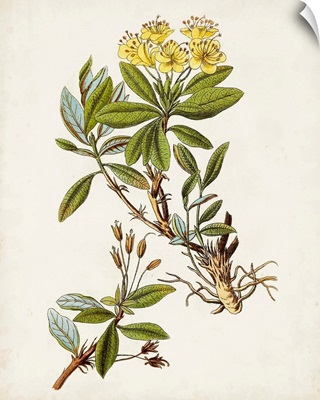 Antique Botanical Study IV