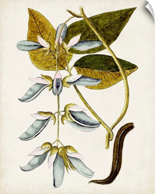 Antique Botanical Study V