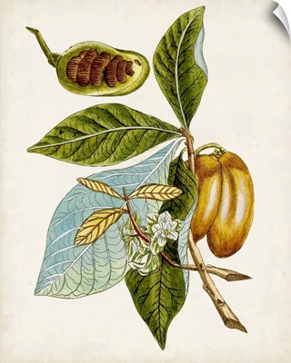 Antique Botanical Study VI