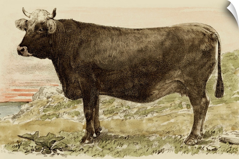 Antique Cow V