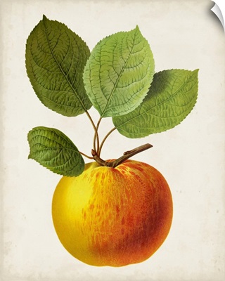 Antique Fruit I