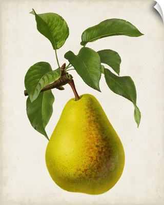 Antique Fruit VII