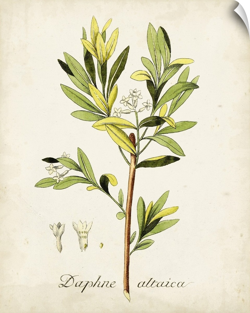 Antique Herb Botanical IV