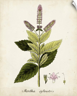 Antique Herb Botanical VI