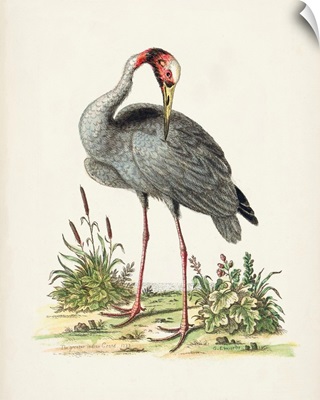 Antique Heron & Cranes I