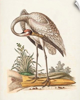 Antique Heron & Cranes IV