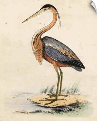 Antique Heron II