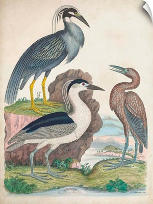 Antique Heron & Waterbirds I