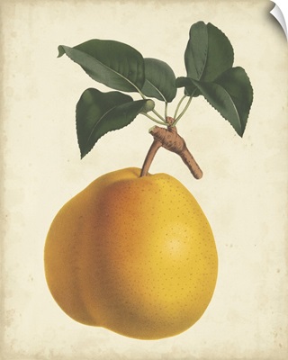 Antique Pear Botanical II