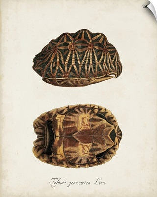 Antique Turtles and Shells I