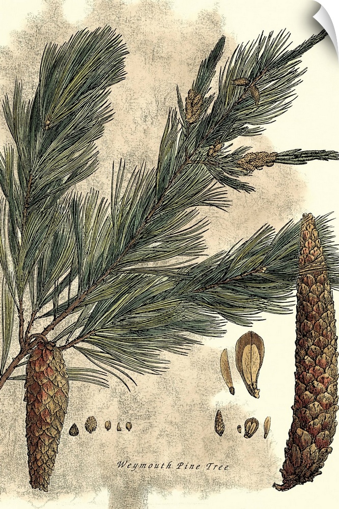 Vintage stylized illustration of a tree branch with pine cones hanging from it.